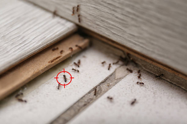 Best Pest Prevention Services  in Monroe, GA